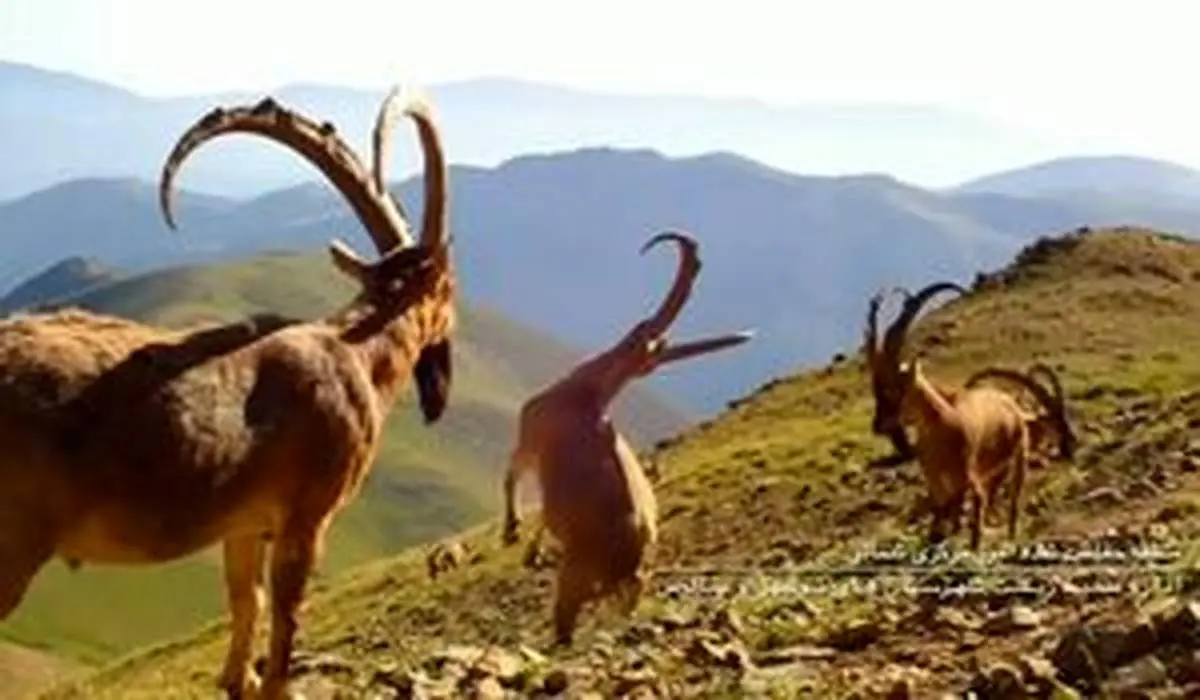 تصاویری دیدنی از حیات وحش مازندران + فیلم