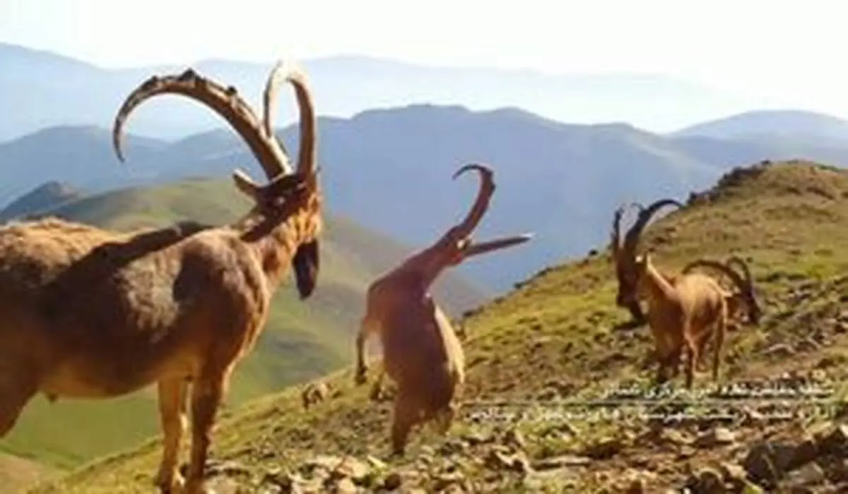تصاویری دیدنی از حیات وحش مازندران + فیلم
