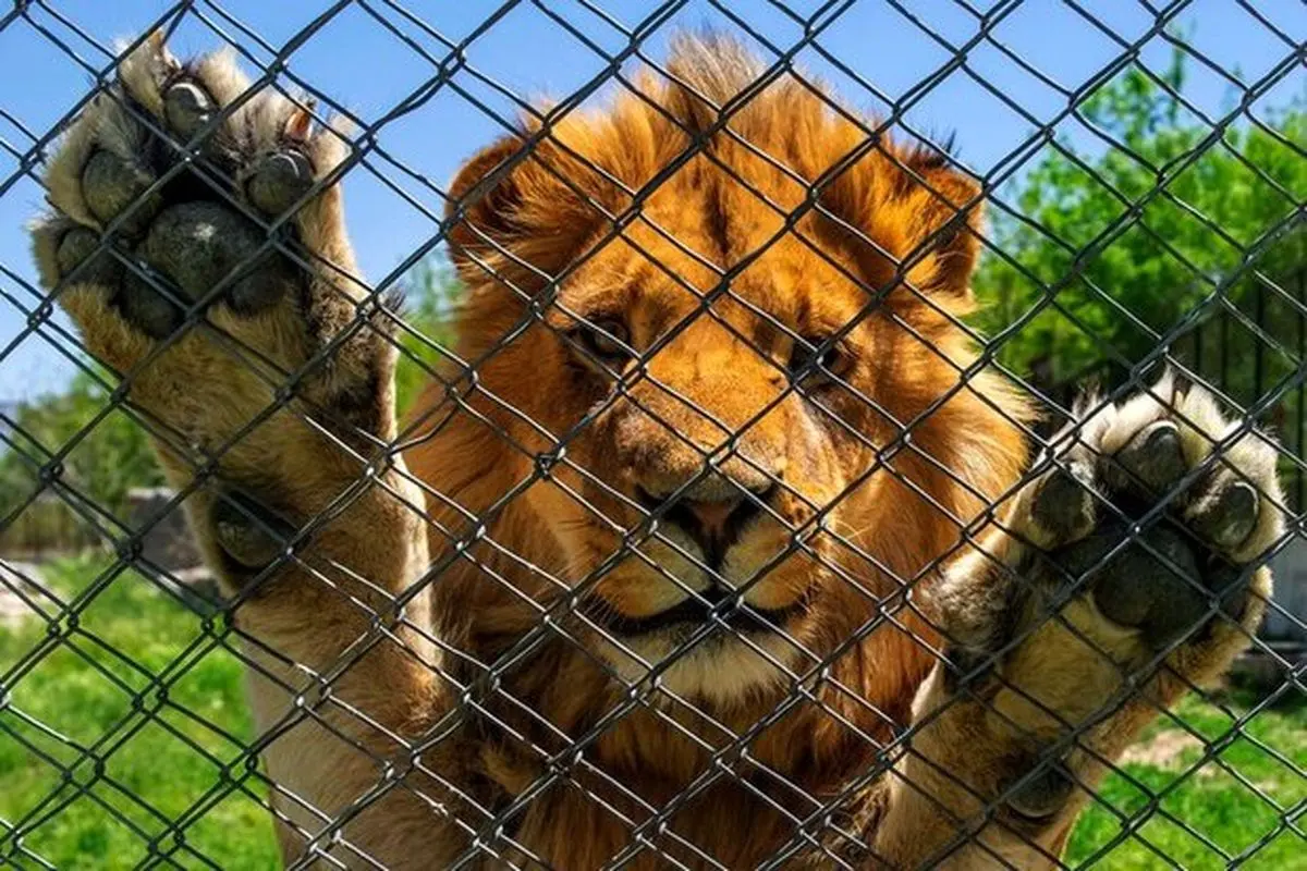 در این باغ وحش، انسان‌ها در قفس قرار می‌گیرند! + فیلم