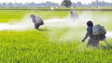 عوارض قرار گرفتن کودکان در معرض آفت کش ها