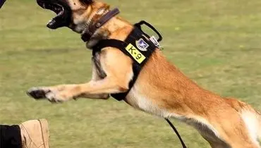 اقدام شگفت‌انگیز سگ بازنشسته پلیس و جلوگیری از یک فاجعه! + فیلم
