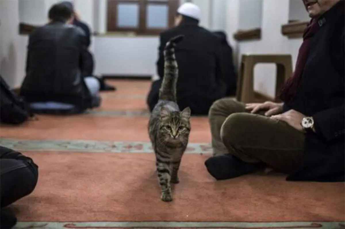 ورود یک گربه به مسجدی در استانبول در هنگام قرائت قرآن توسط امام مسجد + فیلم