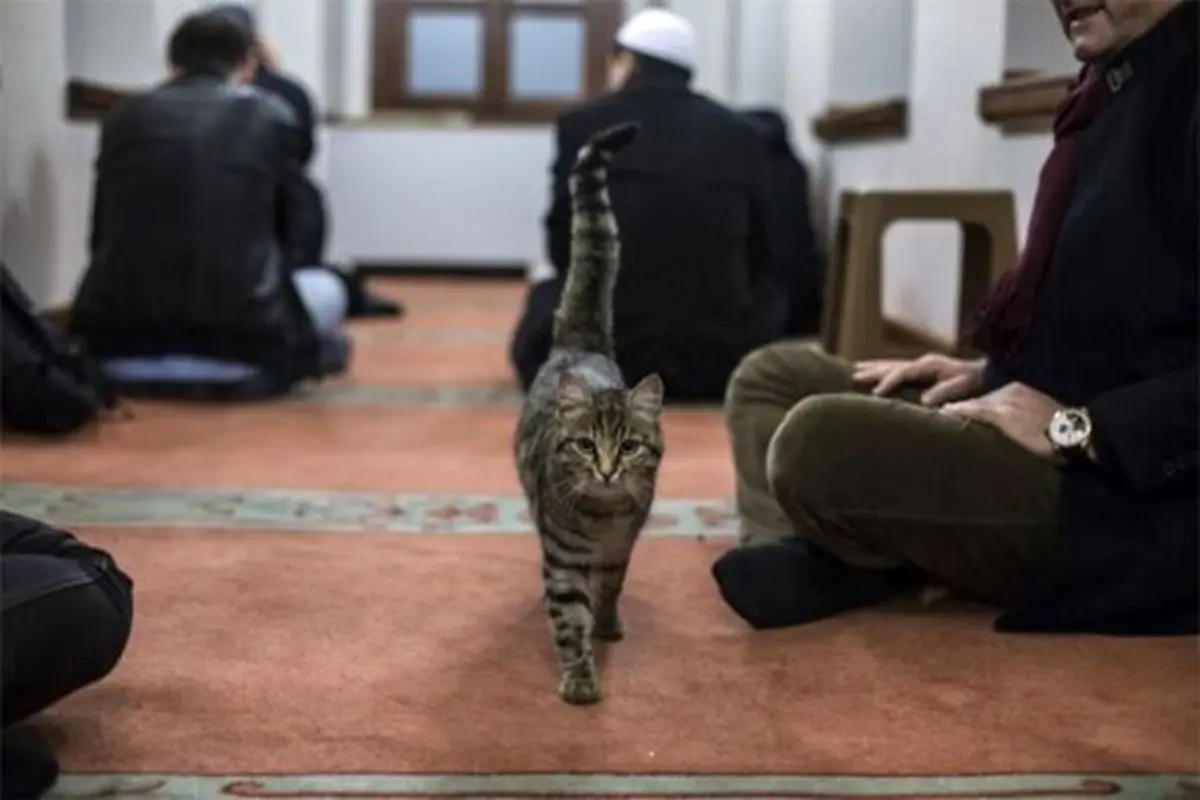 ورود یک گربه به مسجدی در استانبول در هنگام قرائت قرآن توسط امام مسجد + فیلم