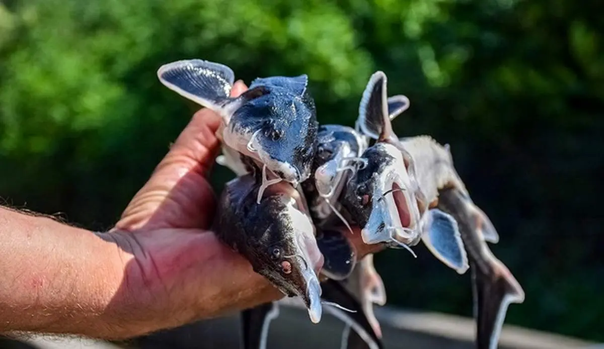 پرورش ماهیان خاویاری و قزل آلا