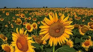 مزرعه گل‌های آفتابگردان در گلستان