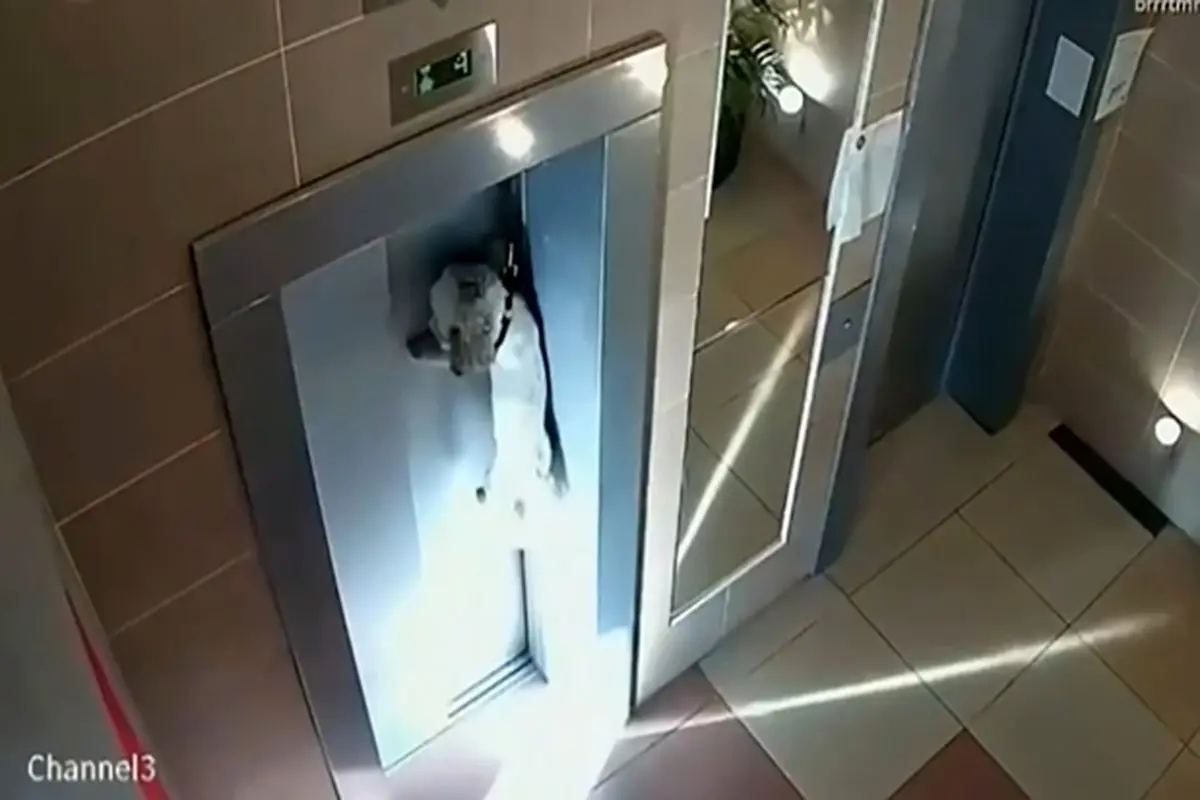 نجات یک سگ از جان باختن در میان درب آسانسور + فیلم