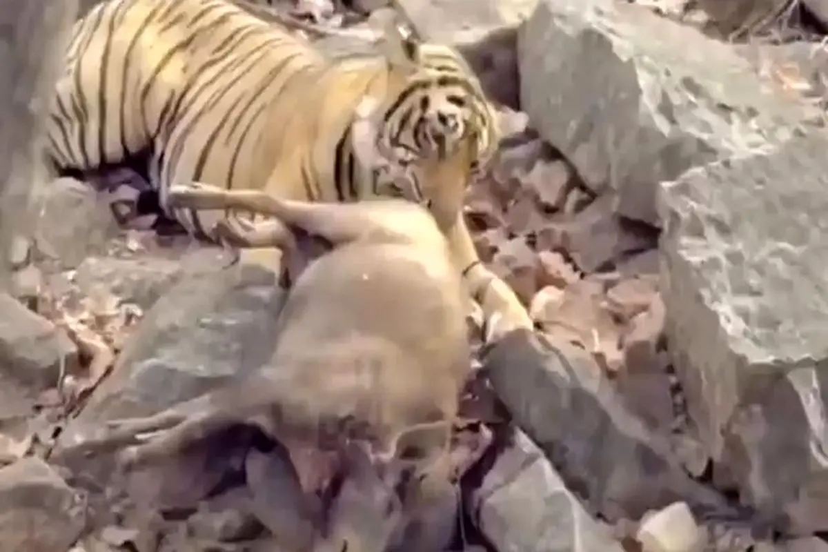 لحظه دردناک شکار یک گزار مادر و فرزندانش توسط ببر + فیلم