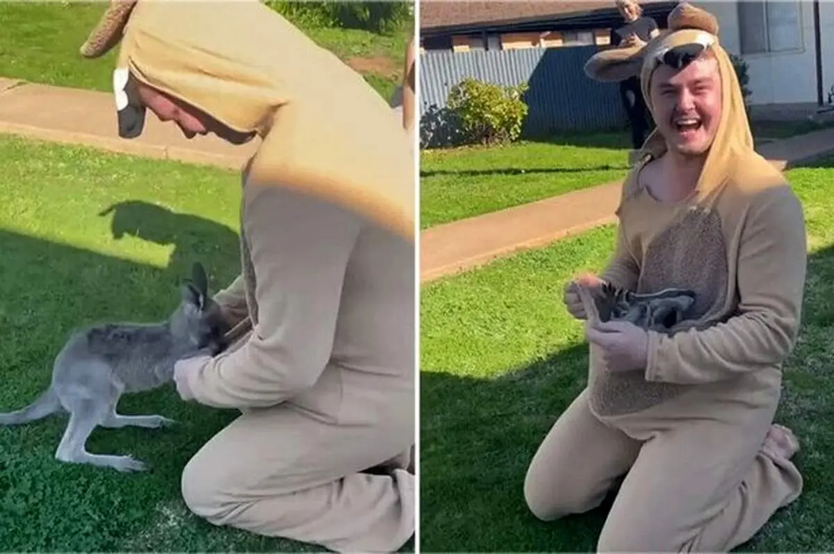 سر کار گذاشتن یک بچه کانگرو با لباس مبدل! + فیلم