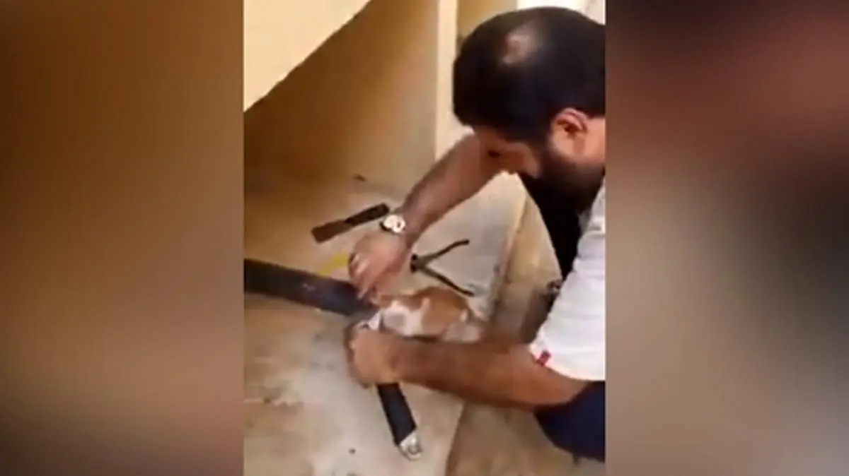 بیرون کشیدن سر گربه از داخل لوله + فیلم