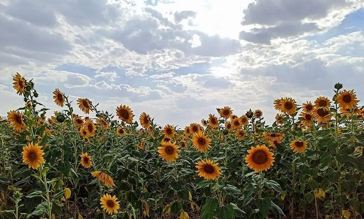 مزارع گل آفتابگردان در تاکستان قزوین