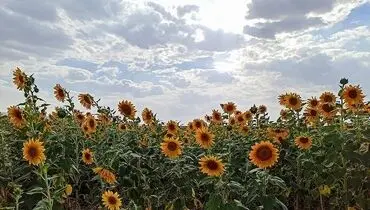 مزارع گل آفتابگردان در تاکستان قزوین