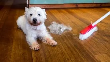 چگونه موی حیوانات خانگی را از فرش جمع کنیم؟