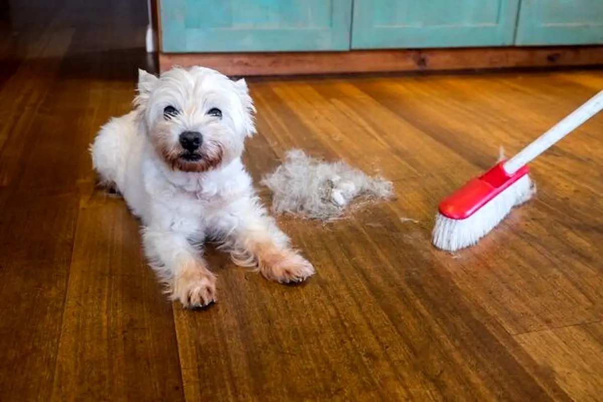 چگونه موی حیوانات خانگی را از فرش جمع کنیم؟
