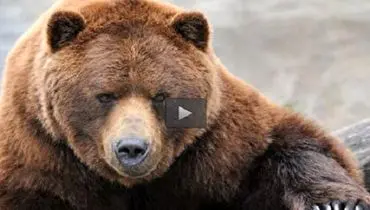 ویدئوی جذاب و پربازدید از فوتبال بازی کردن خرس