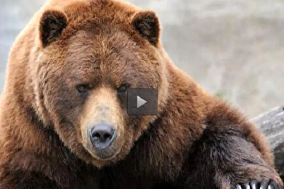 ویدئوی جذاب و پربازدید از فوتبال بازی کردن خرس