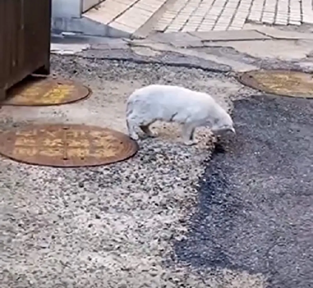 ویدئوی پربازدید و جالب از شکار موش جسور توسط گربه ولگرد+ فیلم