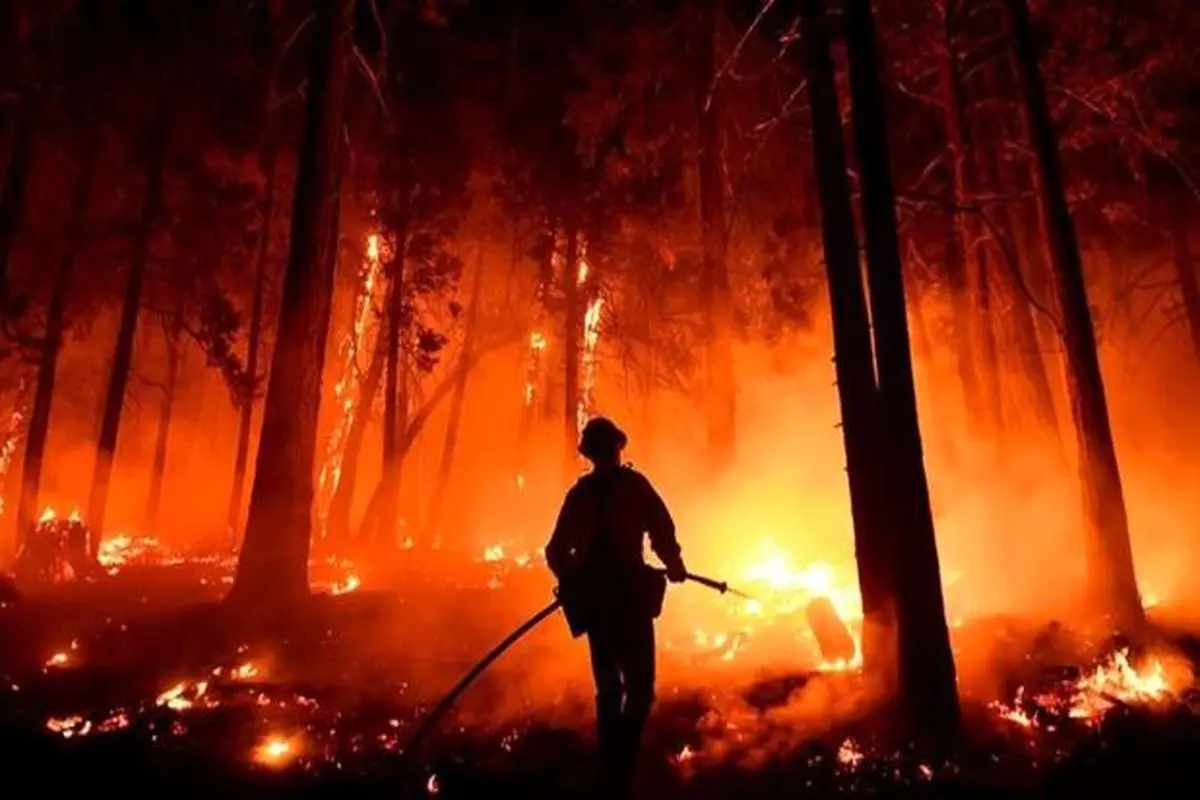 تلاش برای جلوگیری از سوختن جنگل سکوئیا در کالیفرنیا