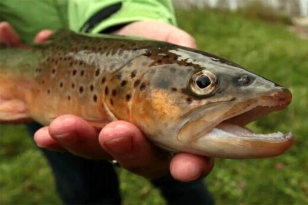 اعتیاد عجیب ماهی‌های قزل‌آلا در جمهوری چک به شیشه + فیلم