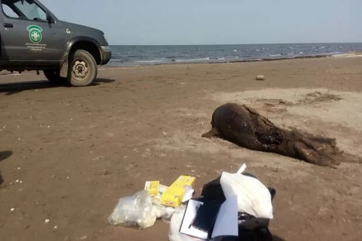 لاشه ۲ فُک خزری در سواحل بندرکیاشهر پیدا شد
