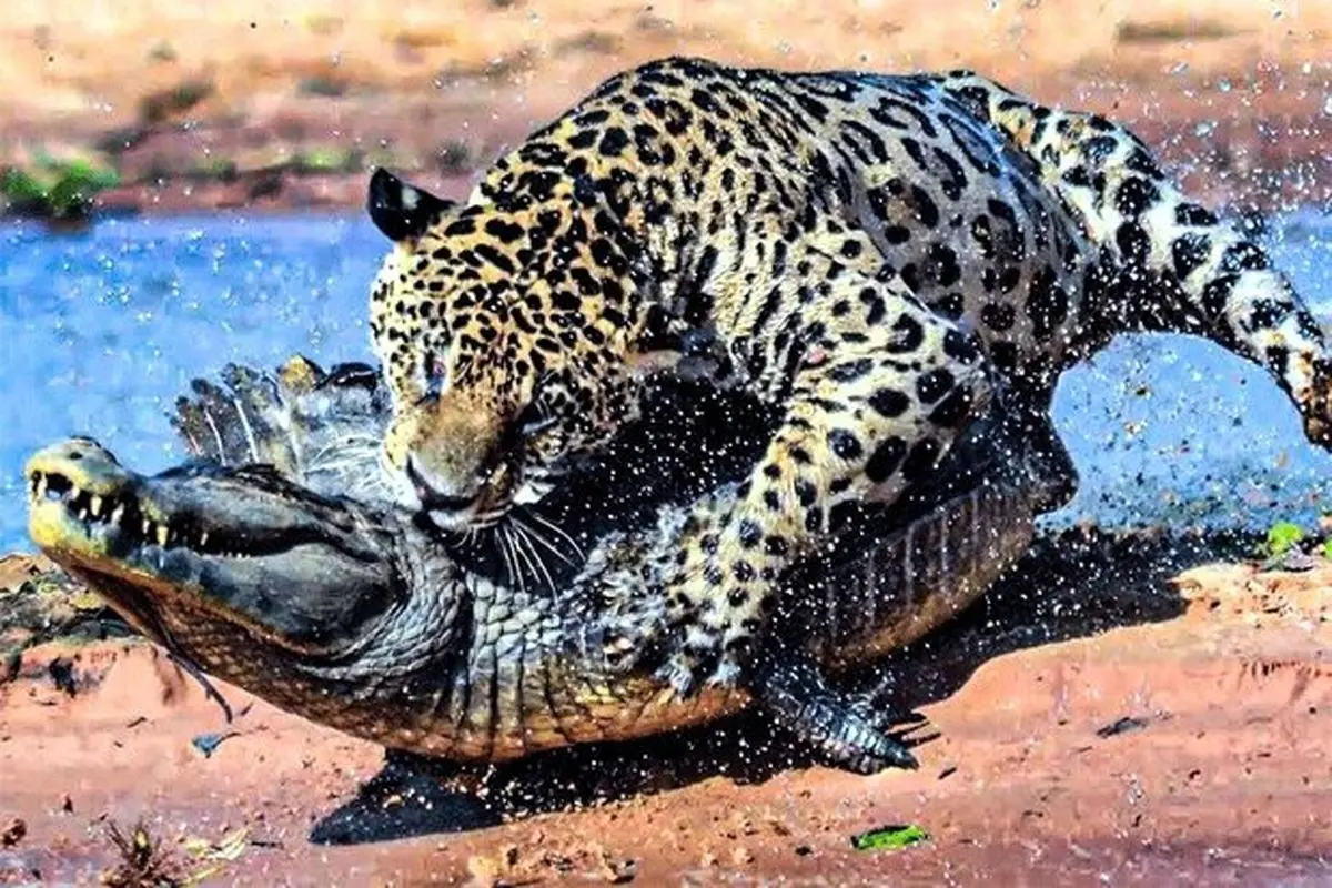 تصویری حیرت‌انگیز و نادر از شکار شدن یک تمساح توسط دو پلنگ + فیلم