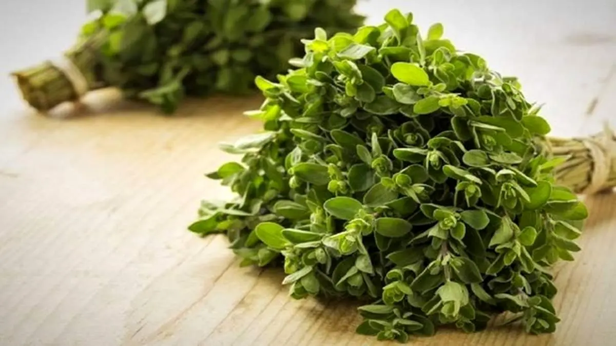 تاثیر آنتی اکسیدانی مرزنجوش بر حافظه