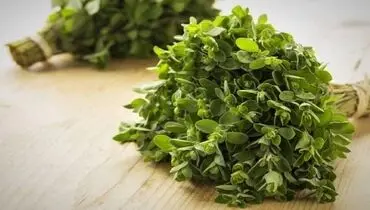 تاثیر آنتی اکسیدانی مرزنجوش بر حافظه
