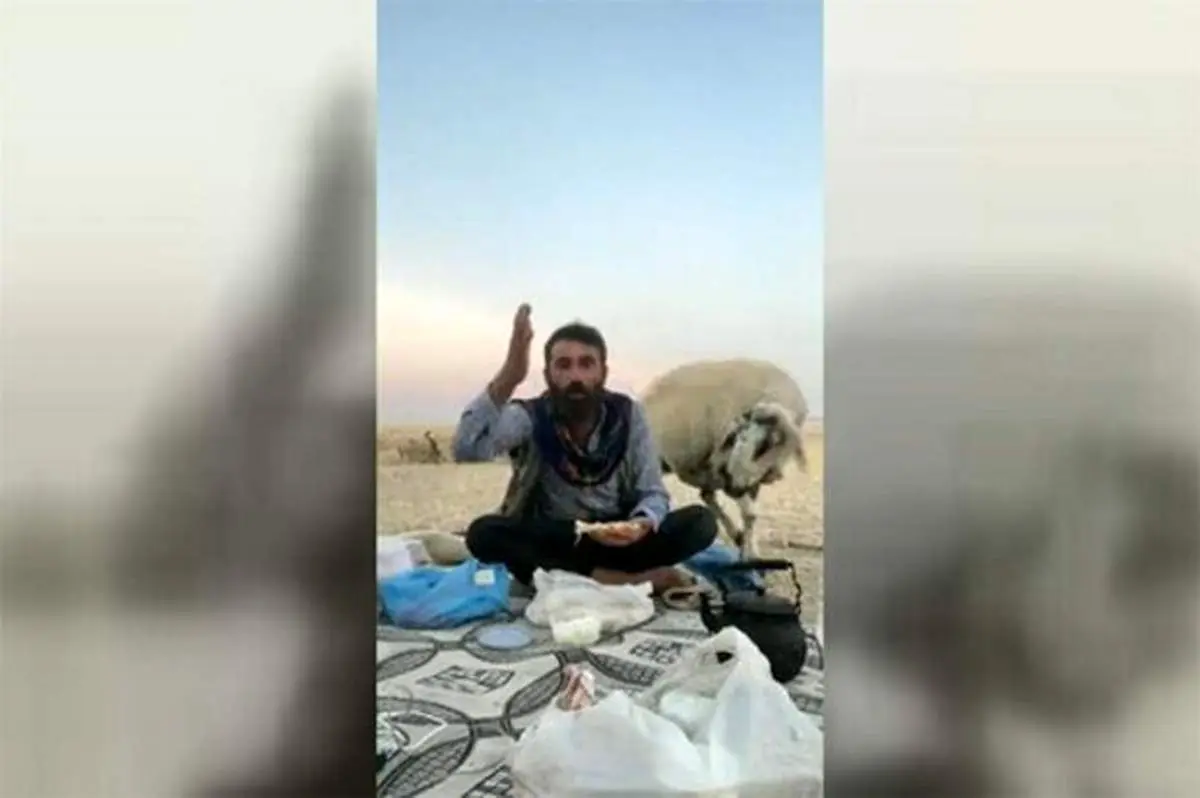 لایو خنده‌دار یک چوپان و گوسفند پرخور! + فیلم