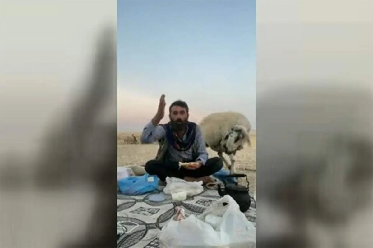 لایو خنده‌دار یک چوپان و گوسفند پرخور! + فیلم