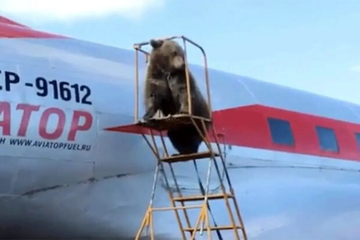 حضور جالب یک خرس در فرودگاه روسیه برای سوار شدن در هواپیما + فیلم