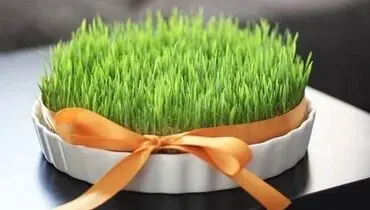 خواص فراوان سبزه گندم برای سلامتی