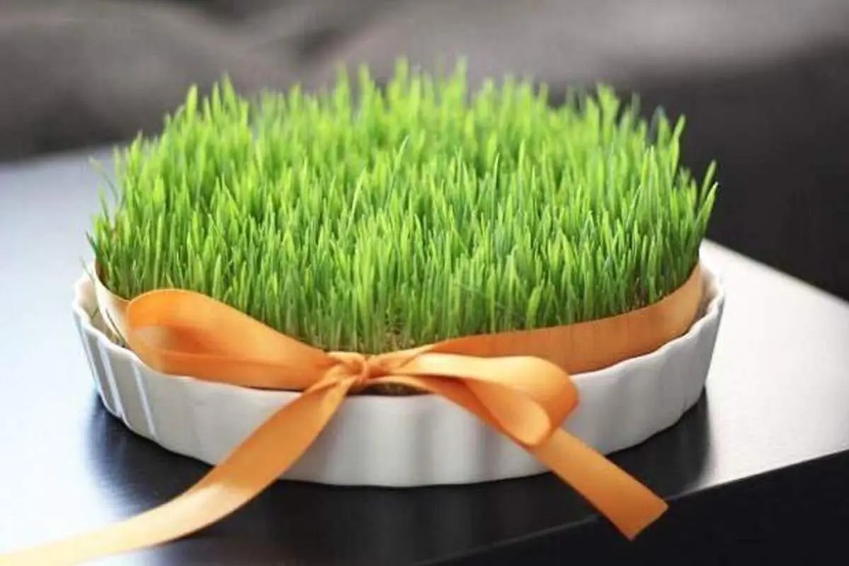 خواص فراوان سبزه گندم برای سلامتی