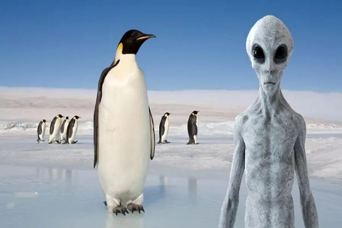 کشف عجیب دانشمندان؛ آیا پنگوئن‌ها همان آدم فضایی‌‌ها هستند؟