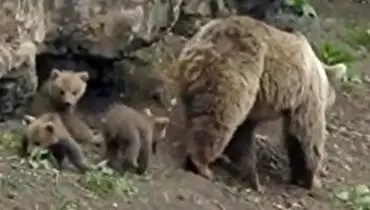 تصاویری زیبا از خرس مادر به همراه ۳ توله‌اش در ارتفاعات مازندران + فیلم