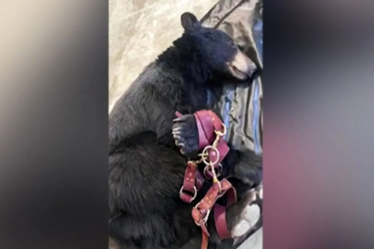 کشته شدن یک قلاده «خرس قهوه‌ای» در فیروزکوه