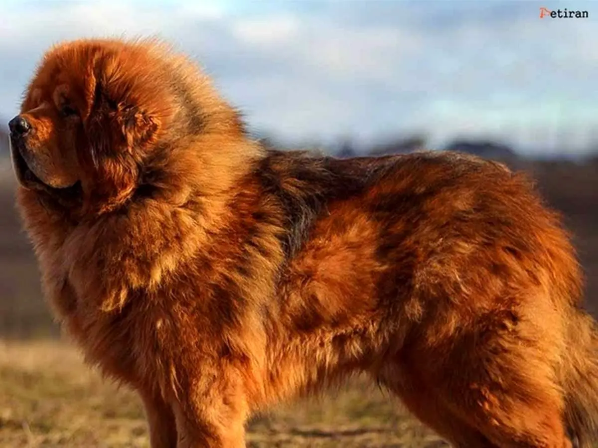 سگ غول پیکر ماستیف تبتی + فیلم