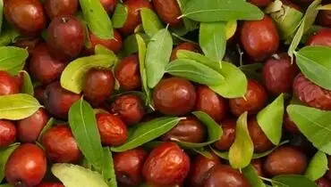 میوه‌ای جادویی برای خلاصی از بی خوابی و اضطراب