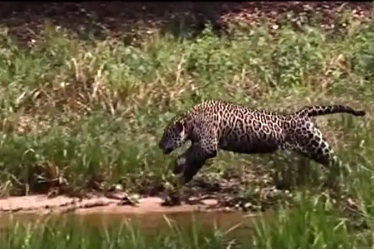 ویدئویی فوق العاده جذاب و پربازدید از شکار راحت تمساح توسط جگوار