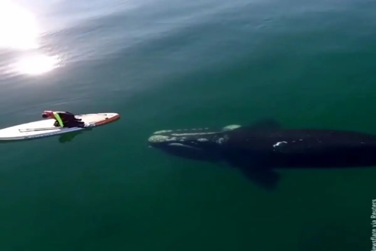 تصاویر زیبایی از بازی نهنگ غول پیکر + فیلم