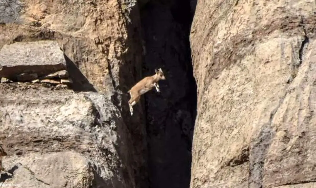 ثبت لحظه پرش بز کوهی در زاگرس
