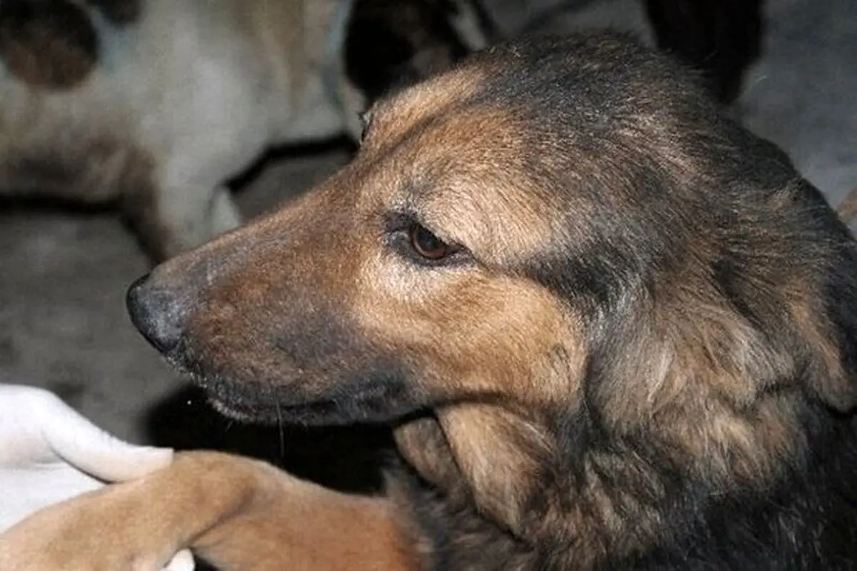 وفاداری یک سگ سه سال پس از مرگ صاحبش + فیلم
