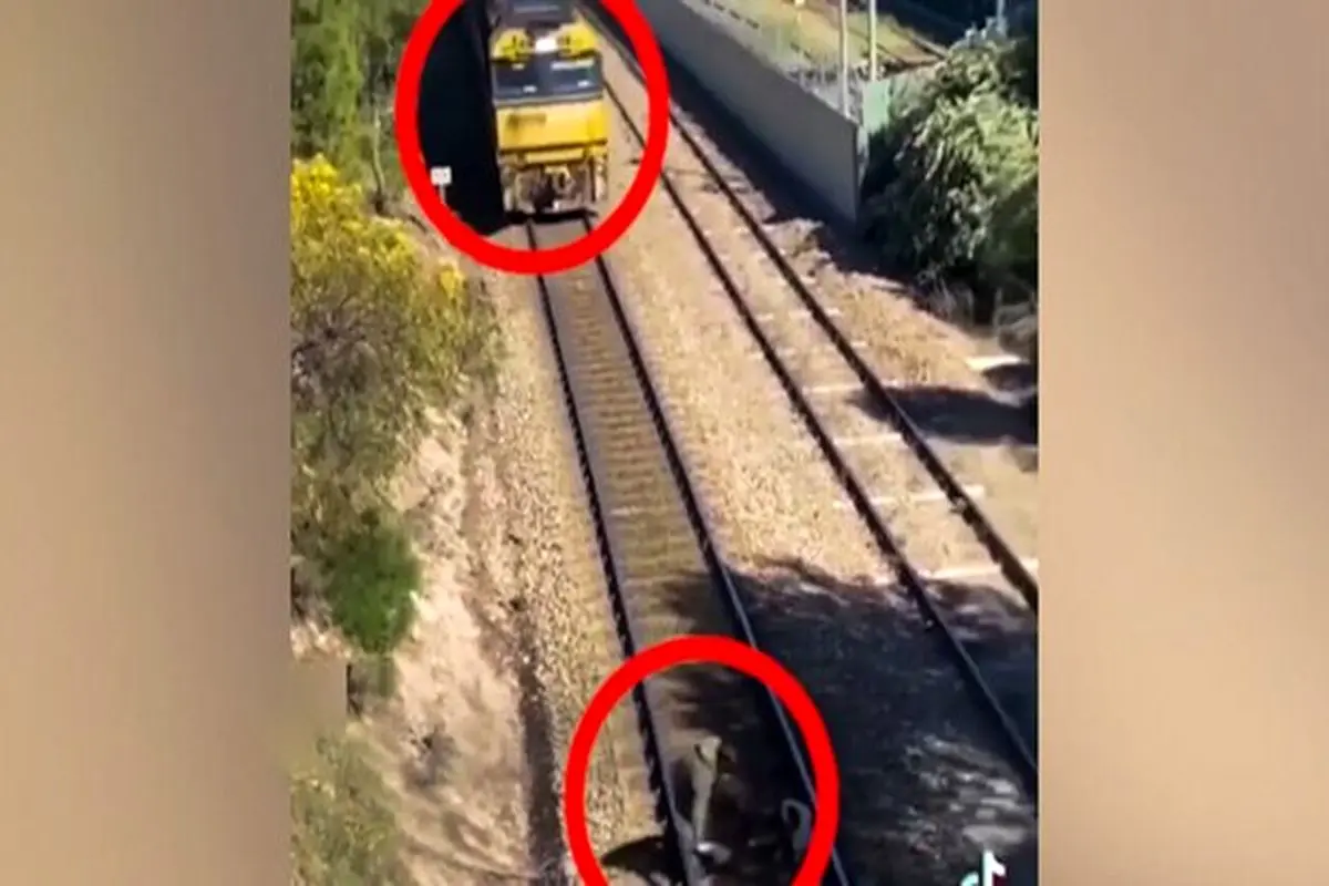 تلاش نفس گیر مرد برای نجات سگ، چند ثانیه قبل از رسیدن قطار + فیلم