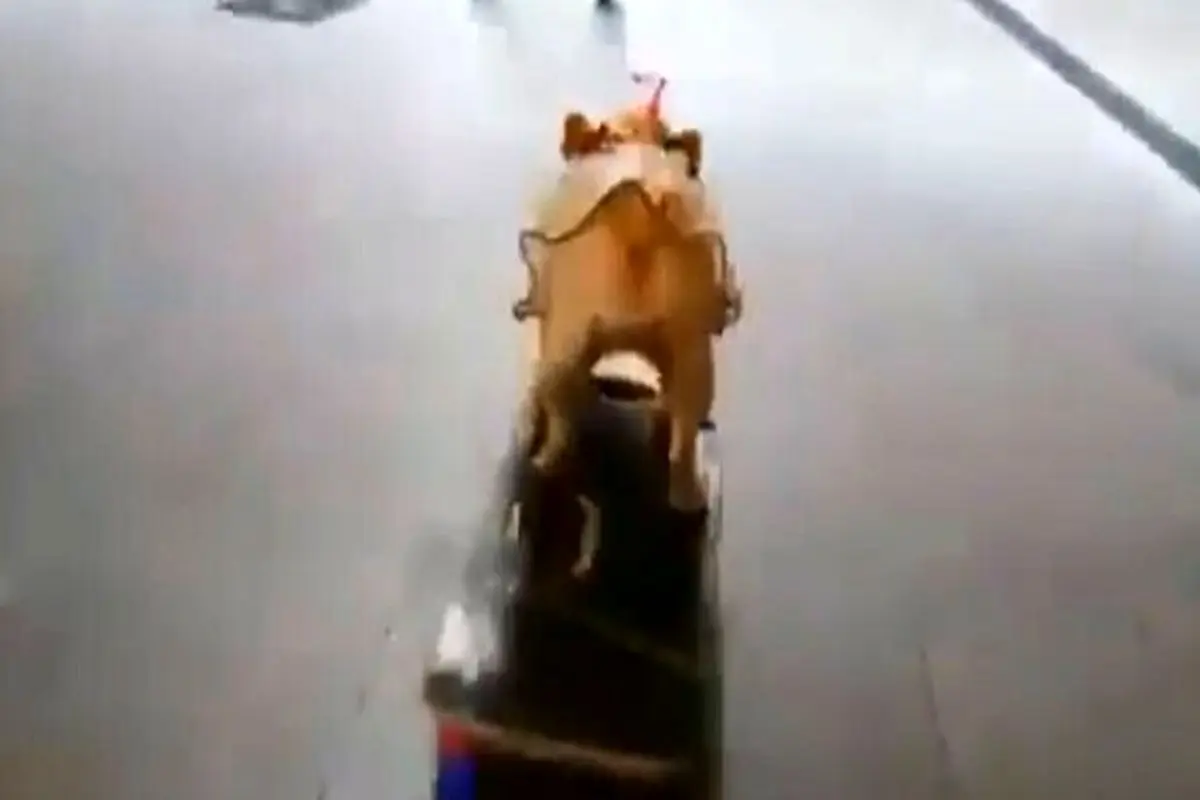 اسکیت برد سواری یک سگ در خیابان + فیلم