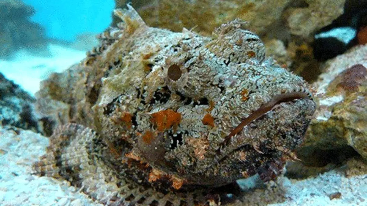 فریاله، ماهی زهرآگین خلیج فارس + فیلم