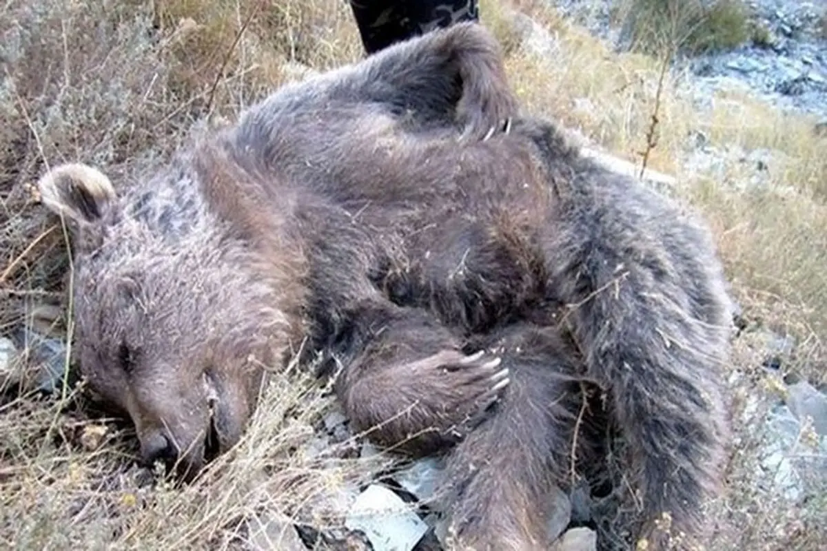 حمله سگ شکاری به توله خرس زنجیر شده / خرس آزاری شیوه جدید فالوور جمع کردن + فیلم