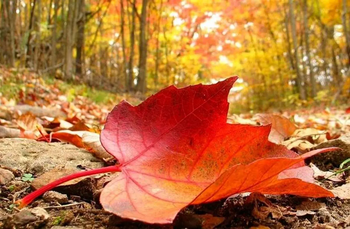 توصیههای مهم طب سنتی برای گذران پاییز + جزئیات
