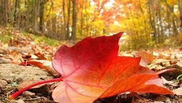 توصیه‌های مهم طب سنتی برای گذران پاییز + جزئیات