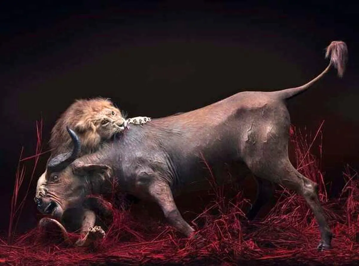 داستان‌های حیات وحش ، جیم ناتن