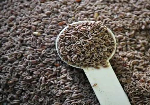 راهی موثر و طبیعی برای درمان یبوست