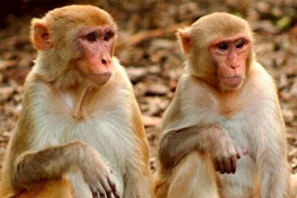 نجات معجزه‌آسای یک میمون از مرگ توسط هم‌نوع بسیار باهوشش + فیلم