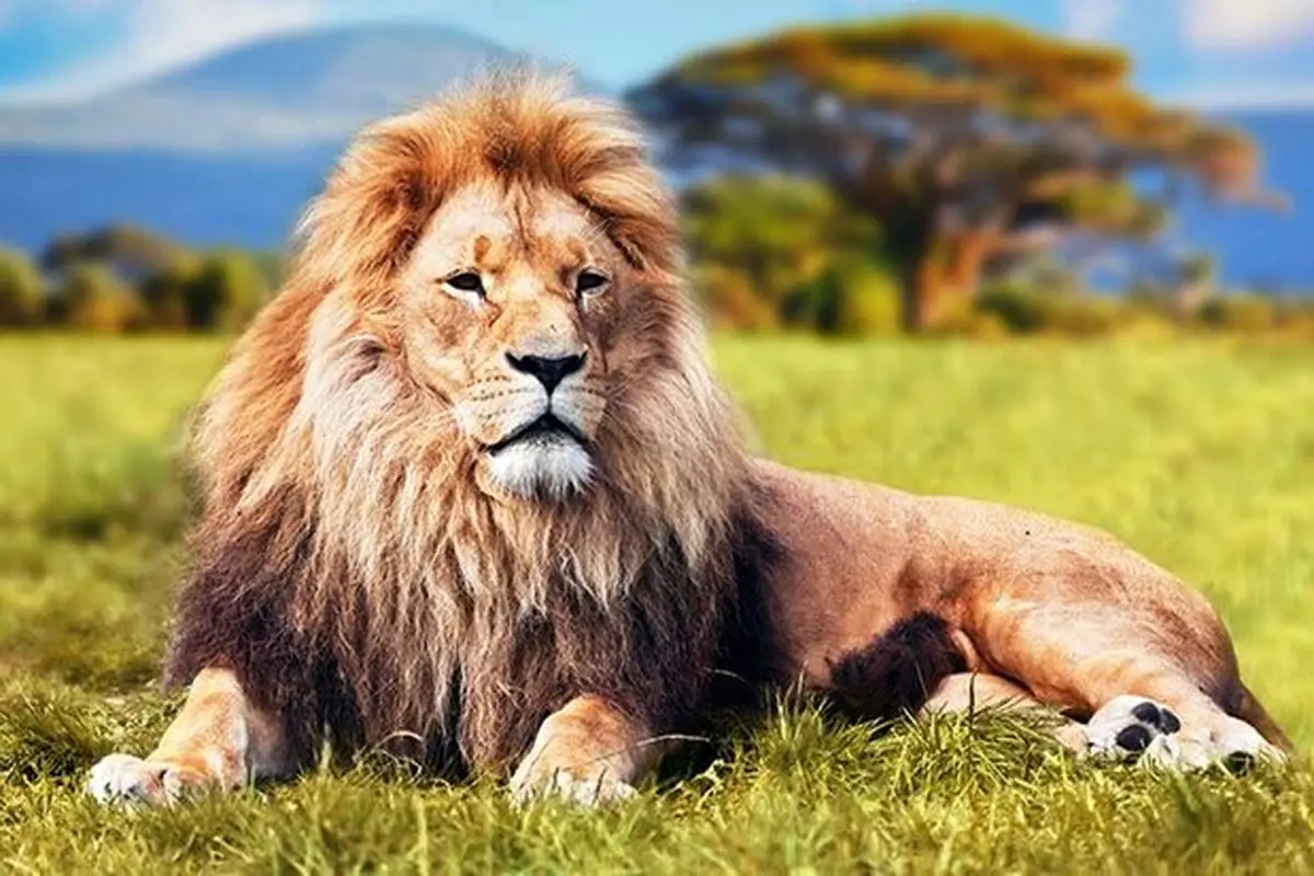 قدرت یک شیر نر بالغ را ببینید + فیلم